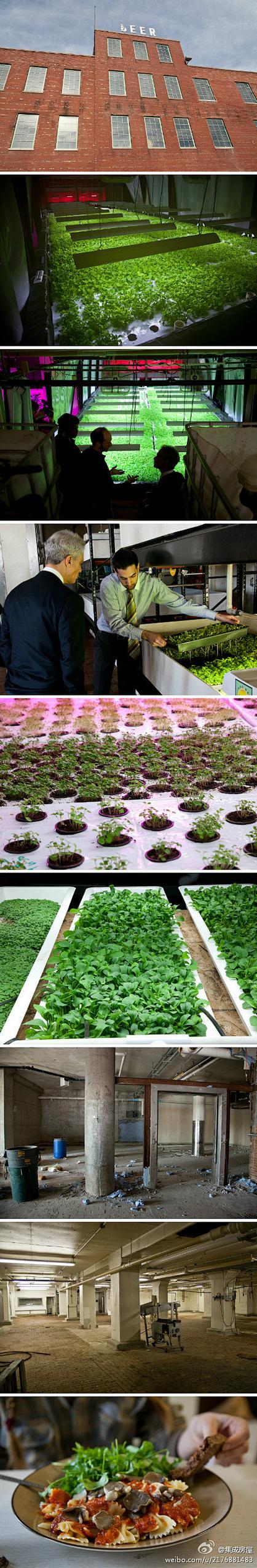 美国芝加哥旧工厂摇身变成垂直农场现在已经开始出产蘑菇和绿叶蔬菜了